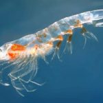 krill