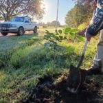 plantaciones0