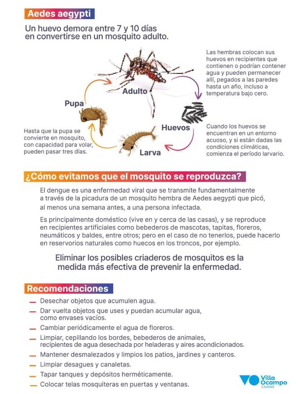 dengue0